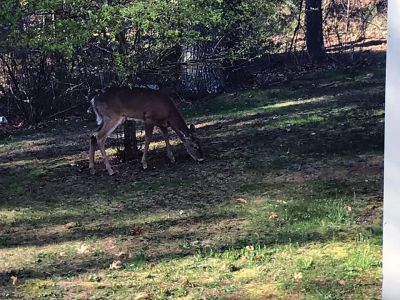 Wildlife
Folks on Facebook shared pictures f the Wildlife they have seen in their yards.
