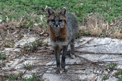 Wildlife
Folks on Facebook shared pictures f the Wildlife they have seen in their yards.
