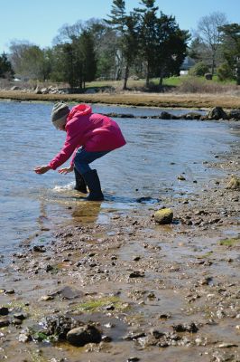 Buzzards Bay Coalition
One of the educational events the Buzzards Bay Coalition had planned for April vacation brought kids to the 6.1-acre property to explore the marshy beach for a scavenger hunt. The osprey from a nearby nest kept a close eye on the group until the treasures were tallied and the group waded back down the mud-puddled path to the road. Photo by Jean Perry
