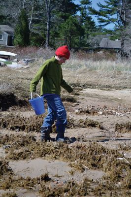 Buzzards Bay Coalition
One of the educational events the Buzzards Bay Coalition had planned for April vacation brought kids to the 6.1-acre property to explore the marshy beach for a scavenger hunt. The osprey from a nearby nest kept a close eye on the group until the treasures were tallied and the group waded back down the mud-puddled path to the road. Photo by Jean Perry
