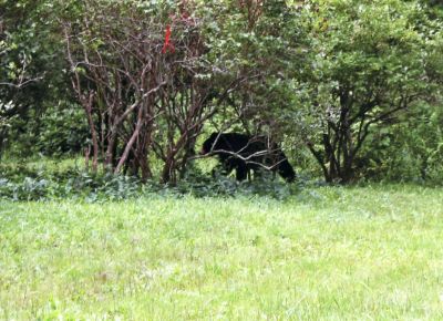 More Bear Sightings
Mattapoisett resident Evelyn Estes was picking blueberries in her backyard when she heard cracking coming from the woods. She was spotted a black bear in her yard and snapped this picture on the evening of August 1, 2011. Photo by Evelyn Estes.
