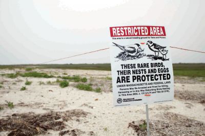 Endangered Birds 
Signs and string fencing like this have been erected in many areas around the Mattapoisett coast.  It is important that people obey these postings so that the endangered birds may raise their young free from human interference or threat. Photo by Eric Tripoli.
