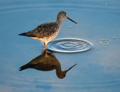 A Lesser Yellowlegs fishing in Eel Pond in Mattapoisett.
Photo by Faith Ball
