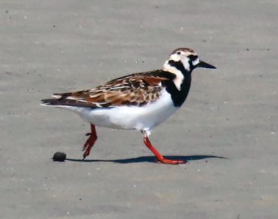 A Ruddy Turnstone running on the sandbar in Crescent Beach.
Photo by Faith Ball
