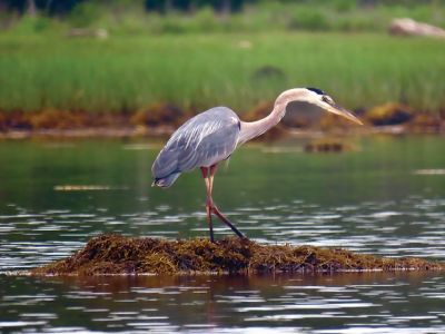 Blue Heron
Faith Ball shared a photo of a Blue Heron that she took while kayaking off Crescent Beach.
