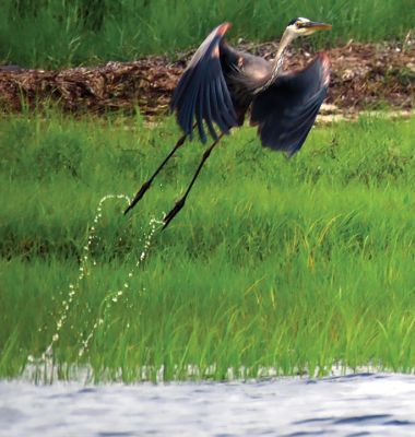 Blue Heron
Faith Ball shared a photo of a Blue Heron that she took while kayaking off Crescent Beach.
