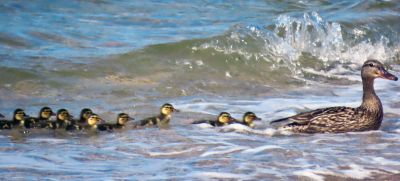 Duck Crossing
Faith Ball shared these photos of a mother duck and her babies that paddled up Crescent Beach in the strong surf before heading to shore, crossing the beach, and walking up the dirt road.
