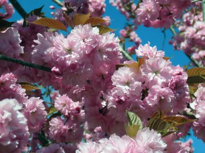 Flowers in Bloom
Flowers are in bloom across Mattapoisett. Photos by Faith Ball
