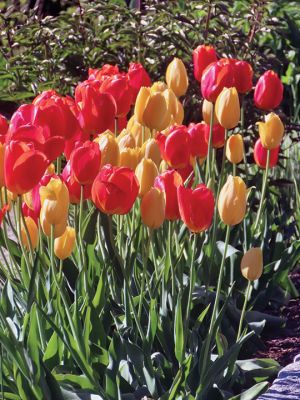 Flowers in Bloom
Flowers are in bloom across Mattapoisett. Photos by Faith Ball
