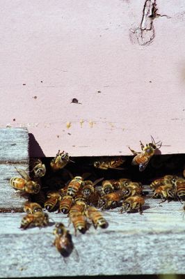 Honey I’m Home! 
This beehive is thriving thanks to the careful attention paid by local beekeeper Linda Rinta. Rinta gave a talk on bees and honey production in Marion on Saturday and invited us to her property on Sunday to observe her practicing her craft. 
