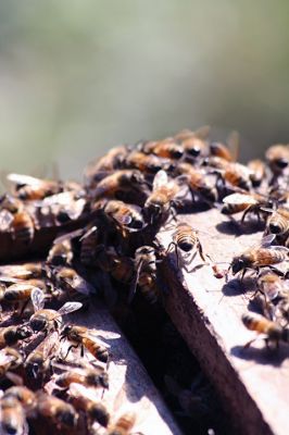 Honey I’m Home! 
This beehive is thriving thanks to the careful attention paid by local beekeeper Linda Rinta. Rinta gave a talk on bees and honey production in Marion on Saturday and invited us to her property on Sunday to observe her practicing her craft. 
