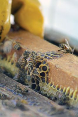 Honey I’m Home! 
This beehive is thriving thanks to the careful attention paid by local beekeeper Linda Rinta. Rinta gave a talk on bees and honey production in Marion on Saturday and invited us to her property on Sunday to observe her practicing her craft. 
