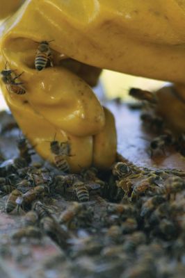 Honey I’m Home! 
This beehive is thriving thanks to the careful attention paid by local beekeeper Linda Rinta. Rinta gave a talk on bees and honey production in Marion on Saturday and invited us to her property on Sunday to observe her practicing her craft. 
