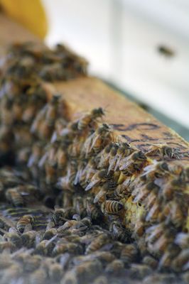 Honey I’m Home! 
This beehive is thriving thanks to the careful attention paid by local beekeeper Linda Rinta. Rinta gave a talk on bees and honey production in Marion on Saturday and invited us to her property on Sunday to observe her practicing her craft. 
