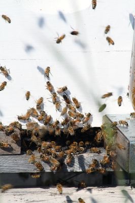 Honey I’m Home! 
This beehive is thriving thanks to the careful attention paid by local beekeeper Linda Rinta. Rinta gave a talk on bees and honey production in Marion on Saturday and invited us to her property on Sunday to observe her practicing her craft. 
