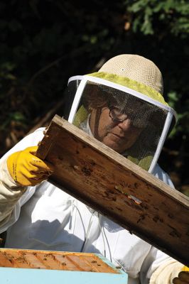 Honey I’m Home! 
This beehive is thriving thanks to the careful attention paid by local beekeeper Linda Rinta. Rinta gave a talk on bees and honey production in Marion on Saturday and invited us to her property on Sunday to observe her practicing her craft. 
