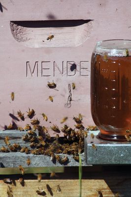 Honey I’m Home! 
This beehive is thriving thanks to the careful attention paid by local beekeeper Linda Rinta. Rinta gave a talk on bees and honey production in Marion on Saturday and invited us to her property on Sunday to observe her practicing her craft. 
