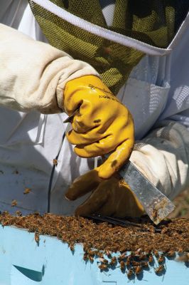 Honey I’m Home! 
This beehive is thriving thanks to the careful attention paid by local beekeeper Linda Rinta. Rinta gave a talk on bees and honey production in Marion on Saturday and invited us to her property on Sunday to observe her practicing her craft. 
