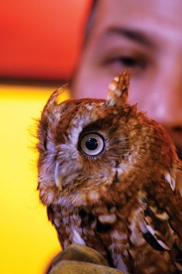 Enraptured by Raptors 
This tiny Eastern screech owl captured the hearts and attention of a sizeable audience – not with its sharp talons, but with its big yellow eyes, tiny ear tufts, and sweet, spooky song. The Marion Natural History Museum hosted a Birds of Prey night, with guests learning about raptors and even getting to meet a few of them from the Blue Hills Trailside Museum. Photo by Jean Perry
