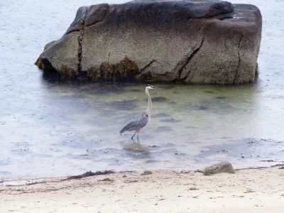 Blue Heron
A great blue heron fishes in the rain just off the beach in Crescent Beach, Mattapoisett. Photo courtesy Faith Ball
