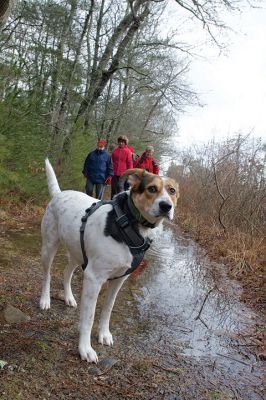 The Bogs in Mattapoisett 
The Buzzards Bay Coalition on Saturday, January 16 led a group through The Bogs in Mattapoisett for a winter hike. Walkers donned raingear just in case the rain wasn’t quite over yet. Photos by Colin Veitch
