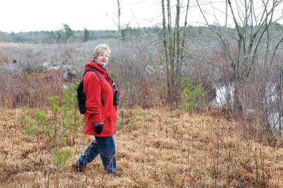 The Bogs in Mattapoisett 
The Buzzards Bay Coalition on Saturday, January 16 led a group through The Bogs in Mattapoisett for a winter hike. Walkers donned raingear just in case the rain wasn’t quite over yet. Photos by Colin Veitch
