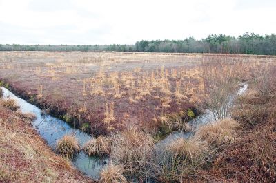 The Bogs in Mattapoisett 
The Buzzards Bay Coalition on Saturday, January 16 led a group through The Bogs in Mattapoisett for a winter hike. Walkers donned raingear just in case the rain wasn’t quite over yet. Photos by Colin Veitch
