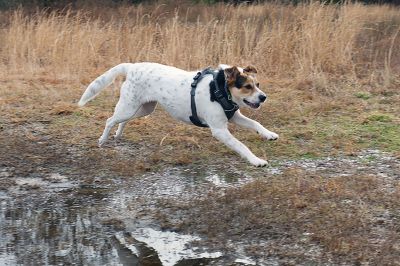 The Bogs in Mattapoisett 
The Buzzards Bay Coalition on Saturday, January 16 led a group through The Bogs in Mattapoisett for a winter hike. Walkers donned raingear just in case the rain wasn’t quite over yet. Photos by Colin Veitch
