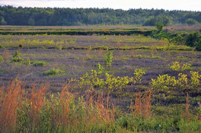 The Bogs at Sunset
There is an otherworldly appearance to the Bogs during the long-shadowed evening hours of late spring. The landscape is bathed in golden sunlight that makes the bogs appear to glow from the inside out. The Buzzards Bay Coalition oversees the 50 acres of retired cranberry bogs that abounds with wildlife of the amphibious kind. On May 30, the organization led a group on a discovery tour with a focus on frogs. Photo by Jean Perry
