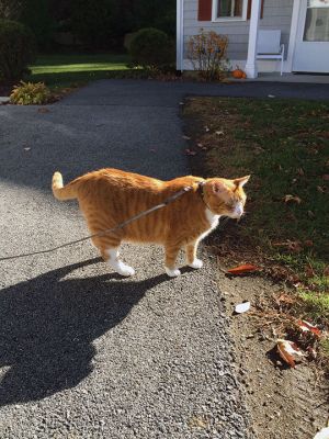 Boots
Marion resident ‘Boots’ the cat, AKA ‘Mr. Boots’ is a familiar sight to neighbors of Little Neck Village in Marion when he takes his owner Suzanne Peterson out for a walk around his little world several times a day with his little cat collar and leash. Mr. Boots is a regular passing by the doors of his neighbors who give him treats and bid him a good day before he leads Peterson off on their merry way. Photos by Marilou Newell
