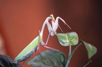 Bugworks
The Marion Natural History Museum provided an opportunity on February 27 to get up close and personal with critters from the insect world, including praying mantises and jumbo-sized grasshoppers. Above: Tapper Crete, 7, was the first one brave enough to ask to touch a praying mantis. The event was hosted by Maire Anne Diamond, owner and educator at ‘Bugworks.’ Photos by Felix Perez
