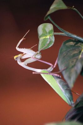 Bugworks
The Marion Natural History Museum provided an opportunity on February 27 to get up close and personal with critters from the insect world, including praying mantises and jumbo-sized grasshoppers. Above: Tapper Crete, 7, was the first one brave enough to ask to touch a praying mantis. The event was hosted by Maire Anne Diamond, owner and educator at ‘Bugworks.’ Photos by Felix Perez
