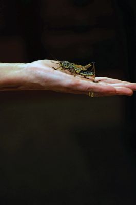 Bugworks
The Marion Natural History Museum provided an opportunity on February 27 to get up close and personal with critters from the insect world, including praying mantises and jumbo-sized grasshoppers. Above: Tapper Crete, 7, was the first one brave enough to ask to touch a praying mantis. The event was hosted by Maire Anne Diamond, owner and educator at ‘Bugworks.’ Photos by Felix Perez
