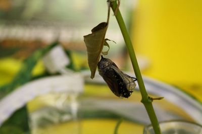 Monarch Moment
Ella Gillen, 10, and Sofia Gillen, 8, watched a chrysalis that originated from their backyard hatch on Tuesday at the Mattapoisett Library. It was serendipity that the two girls were there with their mother, Tracy, to catch the chrysalis beginning to break open to release a fully developed Monarch butterfly into the world. Photos by Jean Perry
