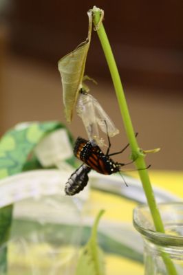 Monarch Moment
Ella Gillen, 10, and Sofia Gillen, 8, watched a chrysalis that originated from their backyard hatch on Tuesday at the Mattapoisett Library. It was serendipity that the two girls were there with their mother, Tracy, to catch the chrysalis beginning to break open to release a fully developed Monarch butterfly into the world. Photos by Jean Perry
