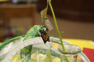 Monarch Moment
Ella Gillen, 10, and Sofia Gillen, 8, watched a chrysalis that originated from their backyard hatch on Tuesday at the Mattapoisett Library. It was serendipity that the two girls were there with their mother, Tracy, to catch the chrysalis beginning to break open to release a fully developed Monarch butterfly into the world. Photos by Jean Perry
