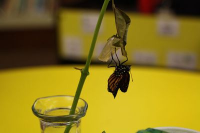 Monarch Moment
Ella Gillen, 10, and Sofia Gillen, 8, watched a chrysalis that originated from their backyard hatch on Tuesday at the Mattapoisett Library. It was serendipity that the two girls were there with their mother, Tracy, to catch the chrysalis beginning to break open to release a fully developed Monarch butterfly into the world. Photos by Jean Perry
