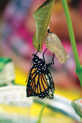 Monarch Moment
Ella Gillen, 10, and Sofia Gillen, 8, watched a chrysalis that originated from their backyard hatch on Tuesday at the Mattapoisett Library. It was serendipity that the two girls were there with their mother, Tracy, to catch the chrysalis beginning to break open to release a fully developed Monarch butterfly into the world. Photos by Jean Perry
