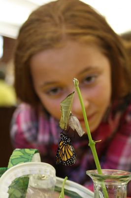 Monarch Moment
Ella Gillen, 10, and Sofia Gillen, 8, watched a chrysalis that originated from their backyard hatch on Tuesday at the Mattapoisett Library. It was serendipity that the two girls were there with their mother, Tracy, to catch the chrysalis beginning to break open to release a fully developed Monarch butterfly into the world. Photos by Jean Perry
