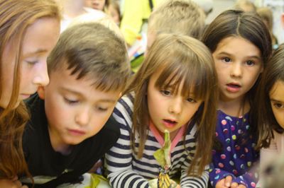 Monarch Moment
Ella Gillen, 10, and Sofia Gillen, 8, watched a chrysalis that originated from their backyard hatch on Tuesday at the Mattapoisett Library. It was serendipity that the two girls were there with their mother, Tracy, to catch the chrysalis beginning to break open to release a fully developed Monarch butterfly into the world. Photos by Jean Perry
