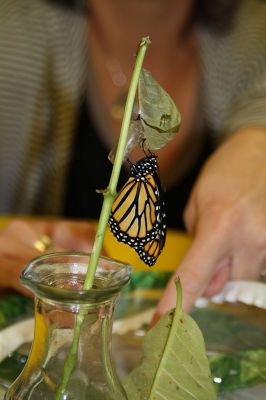 Monarch Moment
Ella Gillen, 10, and Sofia Gillen, 8, watched a chrysalis that originated from their backyard hatch on Tuesday at the Mattapoisett Library. It was serendipity that the two girls were there with their mother, Tracy, to catch the chrysalis beginning to break open to release a fully developed Monarch butterfly into the world. Photos by Jean Perry
