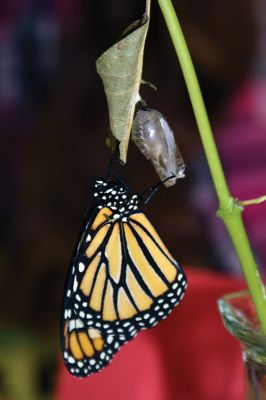 Monarch Moment
Ella Gillen, 10, and Sofia Gillen, 8, watched a chrysalis that originated from their backyard hatch on Tuesday at the Mattapoisett Library. It was serendipity that the two girls were there with their mother, Tracy, to catch the chrysalis beginning to break open to release a fully developed Monarch butterfly into the world. Photos by Jean Perry
