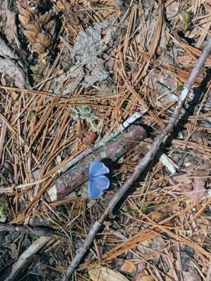 Mattapoisett Land Trust 
Small blue butterflies were everywhere on a Mattapoisett Land Trust walk to the old pig farm. Photo by Nancy Prefontaine
