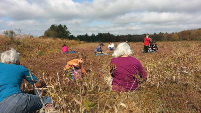 Buzzards Bay Coalition
Sara DaSilva Quintal, Restoration Ecologist with the Buzzards Bay Coalition, led a group of 50 Tri-Town residents and others from across the South Coast on an expedition into protected retired cranberry bogs last Saturday. Photo by Marilou Newell.
