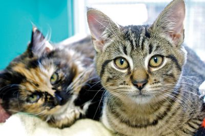 It's All About The Animals
It's All About The Animals, a non-profit cat shelter in Rochester, Mass., has been responsible for helping to save the lives of over 250 cats since its inception in 2009.  The no-kill shelter always has several animals on hand for adoption.  Check out these furry felines, who have all recently been officially adopted by loving families from around the Tri-Town.  Photos by Eric Tripoli.  
