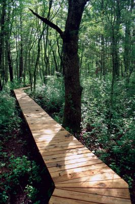 Winding Trail
A boardwalk stretches through "Eastover South", a new Marion
hiking trail that is being built by the Trustees of Reservation and a
group of local volunteers. Photo by Robert Chiarito - July 30, 2009 Edition
