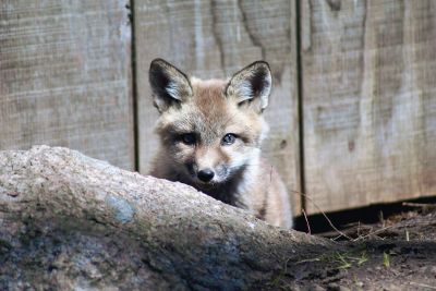 Baby Fox
Carol Annichiarico of Marion shared these photos of baby foxes at play.
