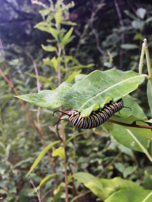 Monarch Caterpillar 
A monarch caterpillar devours a milkweed leaf in a small Mattapoisett meadow. Having probably been the last of the four generations of monarchs born since the start of the spring migration back to Mattapoisett (monarchs only enjoy a butterfly existence for two to six weeks), this caterpillar will undergo metamorphosis and likely be one of those that will soon head south to Mexico, flying two miles high in the sky. Photo by Jean Perry. September 15, 2016 edition
