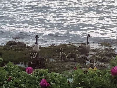 Canada Geese
Canada geese by Cathy O’Gorman
