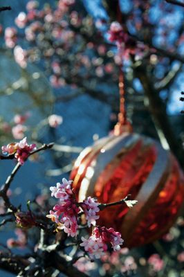 Unseasonably Warm
A viburnum tree on North Street in Mattapoisett continues to bloom on New Year’s Eve day after an unseasonably warm fall and start to winter, creating an unusual juxtaposition against a still-hanging Christmas ornament in the background. The day marked the end of the region’s warmest December on record according to the NOAA. Photo by Jean Perry
